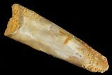 Bargain, Partial, Pterosaur (Siroccopteryx) Tooth - Morocco #81331-1